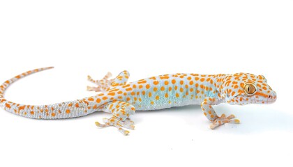 Obraz premium tokay gecko is a large light blue with red orange pink color spots, nocturnal arboreal gecko in the genus Gekko, the true geckos. It is native to Asia and some Pacific Islands. Isolated on white