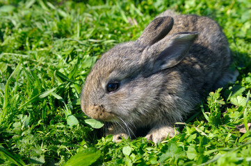 Lovely baby rabbit bunny sitting on green grass nature background.