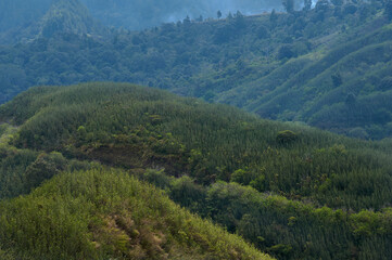 Fototapeta premium Hills of green trees