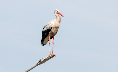 white stork ciconia