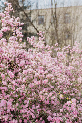 pink cherry blossom in spring