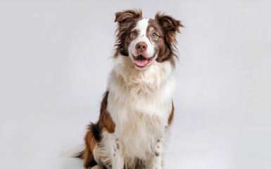 A dog with a predominantly white coat and brown patches. The dog has an alert expression, with its ears perked up and eyes focused forward.