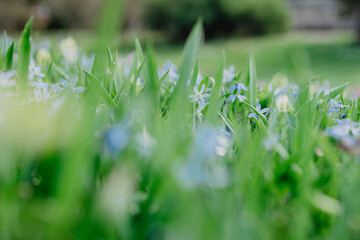 green grass and water