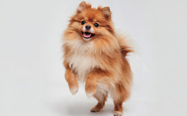 Obraz premium A fluffy, golden-brown Pomeranian dog standing on its hind legs with its front paws in the air. The dog appears to be mid-jump or in a playful stance. 