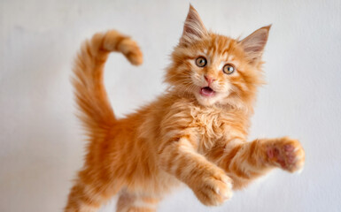 A vibrant orange kitten, seemingly in mid-jump or playful leap. Its eyes are wide open, displaying a mix of curiosity and excitement. 
