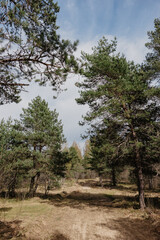 pine forest in the morning