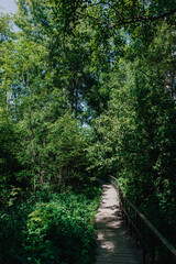 Obraz premium path in the forest