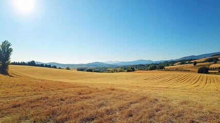 Obraz premium Golden Field Under Bright Blue Sky During Harvest Season