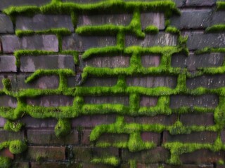 brick wall with moss