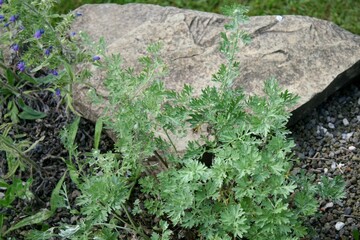 Gemeiner Wermut oder Wermutkraut (Artemisia absinthium), eine Heilpflanze mit Bitterstoffen, die die Verdauung und den Appetit anregen soll.