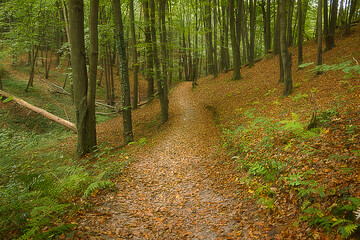 Fototapeta premium Landscape with a path in a deciduous forest. Autumn forest with a path strewn with fallen leaves. Blurred image