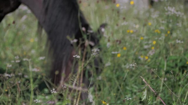 Animals. The head of a black horse that grazes in the thick grass in a meadow among flowers. Hand held. Siberia.