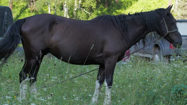 Seasons, summer. A black horse is tied up in a meadow covered with grass and flowers against the background of standing cars. Hand held. Siberia.