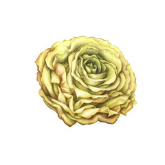 Obraz premium Yellow rose isolated on white background. Beautiful watercolor illustration template for wedding, birthday, mother's day, gift, wallpaper, stickers, scrapbooking