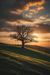 single tree on a hill against a dramatic sunrise backdrop