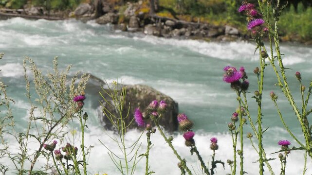 Seasons, summer. Bumblebees pollinate flowering thistles against the background of a fast-flowing clear mountain river. Hand held. Siberia.