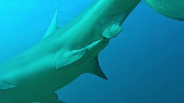 Underneath view of a male bull shark (Carcharhinus leucas), showing claspers near the pelvic fins, identifying the shark&rsquo;s gender. Check my portfolio for more bull shark footage.
