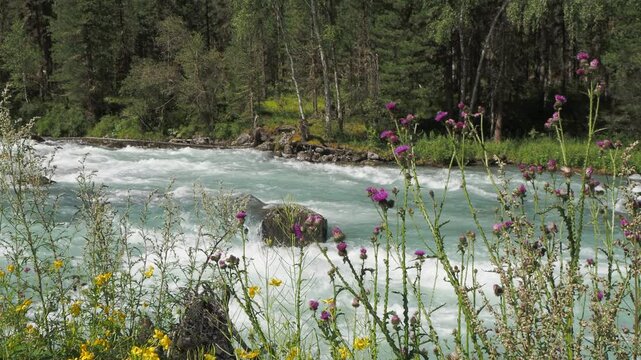 Seasons, summer. Bumblebees pollinate flowering thistles against the background of a fast-flowing clear mountain river (Kucherla) . Hand held. Siberia.