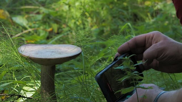 Seasons, summer. A man takes pictures on his phone of a large edible mushroom that grows in the forest among the grass in July. Hand held. Siberia.