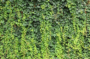 muro coberto por hera planta folhas verdes 