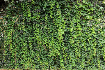 muro coberto por hera planta folhas verdes 