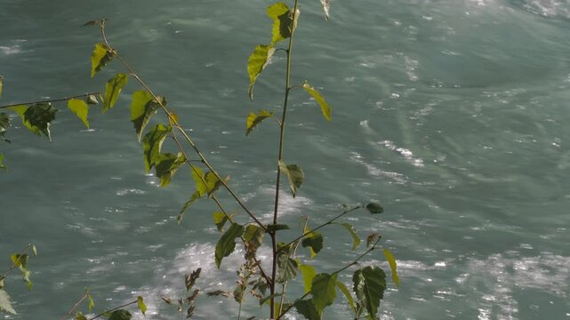 Natural water. Birch branches sway against the background of the turbulent flow of a mountain river. Siberia.