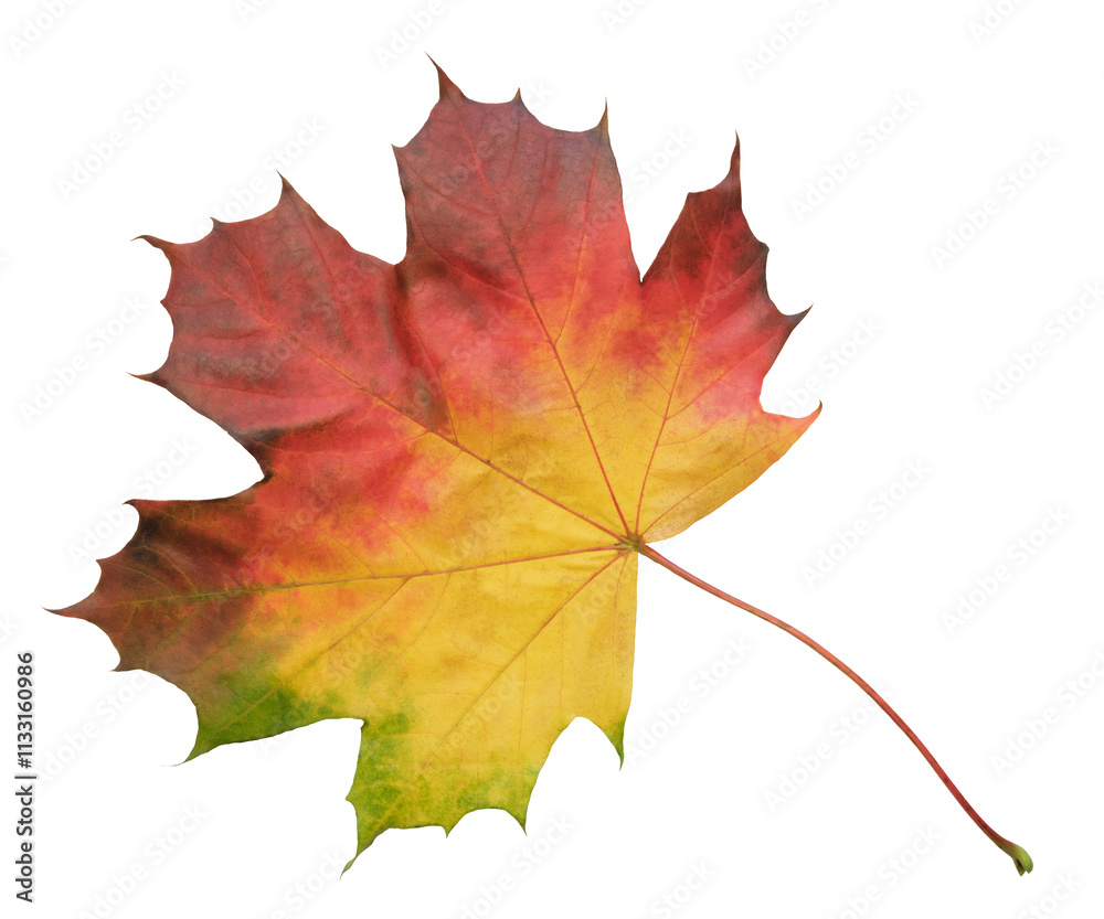 Poster A leaf of a maple tree is shown in full color. The leaf is red and has a slightly brownish tint. The leaf is positioned on a white background, which makes the leaf stand out and appear more vibrant