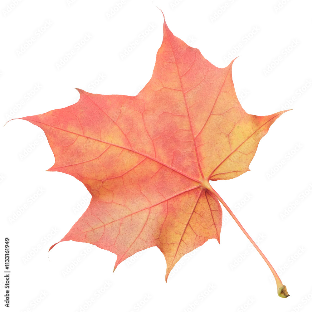 Poster a leaf of a maple tree is shown in full color. the leaf is red and has a slightly brownish tint. the