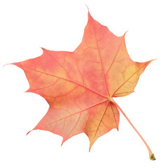 Fototapeta premium A leaf of a maple tree is shown in full color. The leaf is red and has a slightly brownish tint. The leaf is positioned on a white background, which makes the leaf stand out and appear more vibrant
