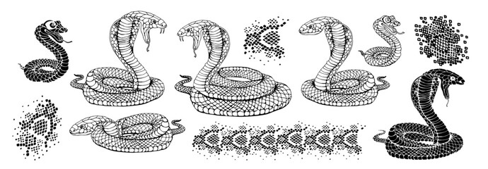 Snake and snake skin pattern set. Hand drawn viper linear vector illustration.
