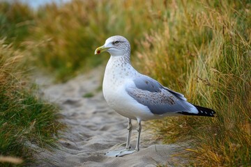 Serene Dune Landscape with Sea Gull Soaring Above the North Sea Beach Trail