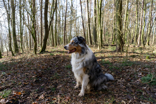 A fluffy dog sits calmly in a sunlit forest.