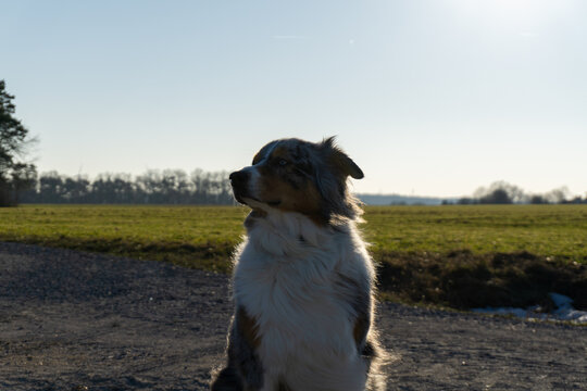 A dog sits calmly in an open field under a clear sky.