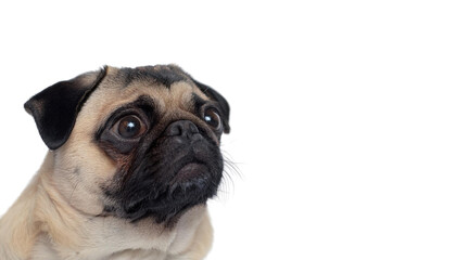 Fototapeta premium Adorable Pug Dog Puppy Portrait Close Up Pet Canine Cute Friendly Loyal Playful Sweet Happy Funny