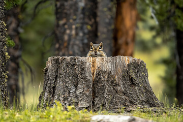 Obraz premium A squirrel perched on a tree stump in a forest setting.