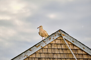 Brown and white immature herring gull surveys the water from the peak of a building