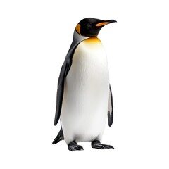 Obraz premium King Penguin Standing, Isolated on White Background Cutout