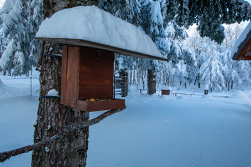 winter on mount cimone snow on the slopes and among the trees