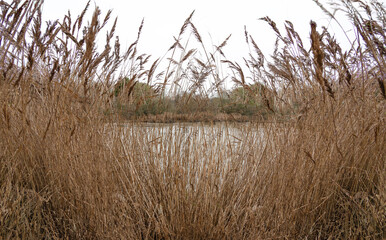 Reeds by the lake in autumn