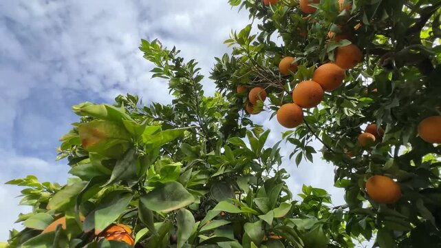 Naranjo con frutos. Naranjas en el &aacute;rbol. La c&aacute;mara recorre  las ramas.