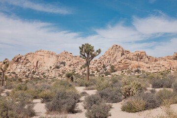 Scenic desert landscape with iconic Joshua trees, rugged rock formations, and a bright blue sky in...
