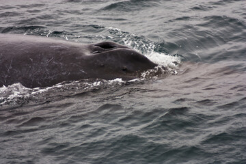 Fototapeta premium Blow Holes Of Humpback Whale In Monterey