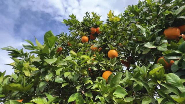 Naranjo con frutos. Naranjas en el &aacute;rbol. La c&aacute;mara recorre  las ramas hacia el cielo.