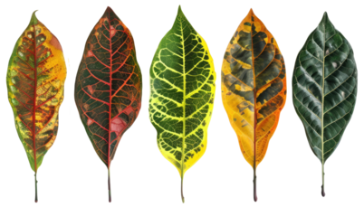 Vibrant autumn leaves display nature walk photography series forest environment close-up view seasonal beauty in focus in isolated on transparent or white background