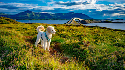 Fototapeta premium Cockapoo Welpe vor der Atlantik Straße in Norwegen