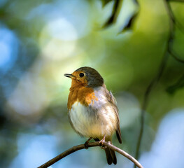 Closeup of an european robin bird