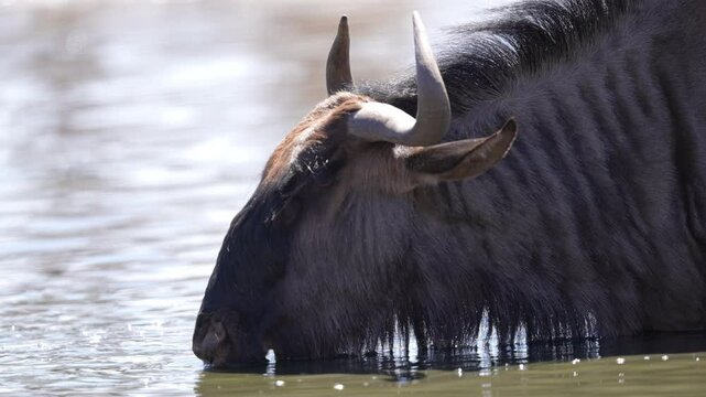 African Blue Wildebeest (Connochaetes taurinus) or Gnu, a large dark colored antelope risking crocodile attack at a river crossing during the great migration. Slow motion, 25 percent natural speed.