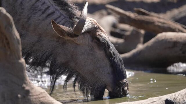 African Blue Wildebeest (Connochaetes taurinus) or Gnu, a large dark colored antelope risking crocodile attack to drink water during late winter dry season. Slow motion, 25 percent natural speed.