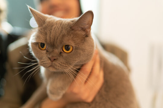 close up of a cat
