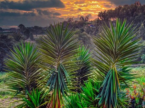 El Pito (Cudillero) - Yucca aloifolia - Ast&uacute;ries